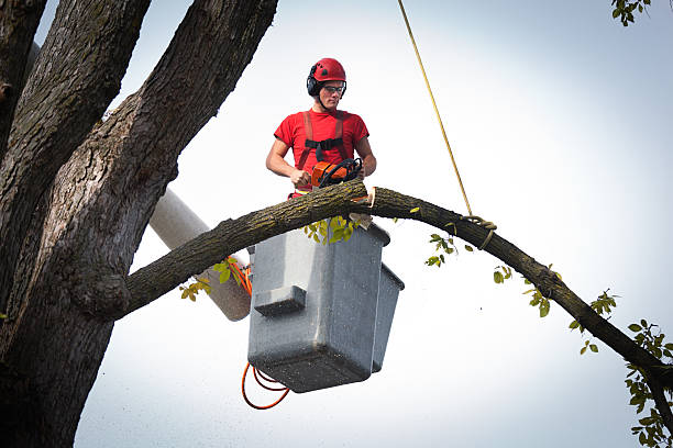 Dead Tree Removal in Rollingwood, CA